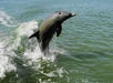 Dolphin jumping out of the water in Chokoloskee Island, Florida.