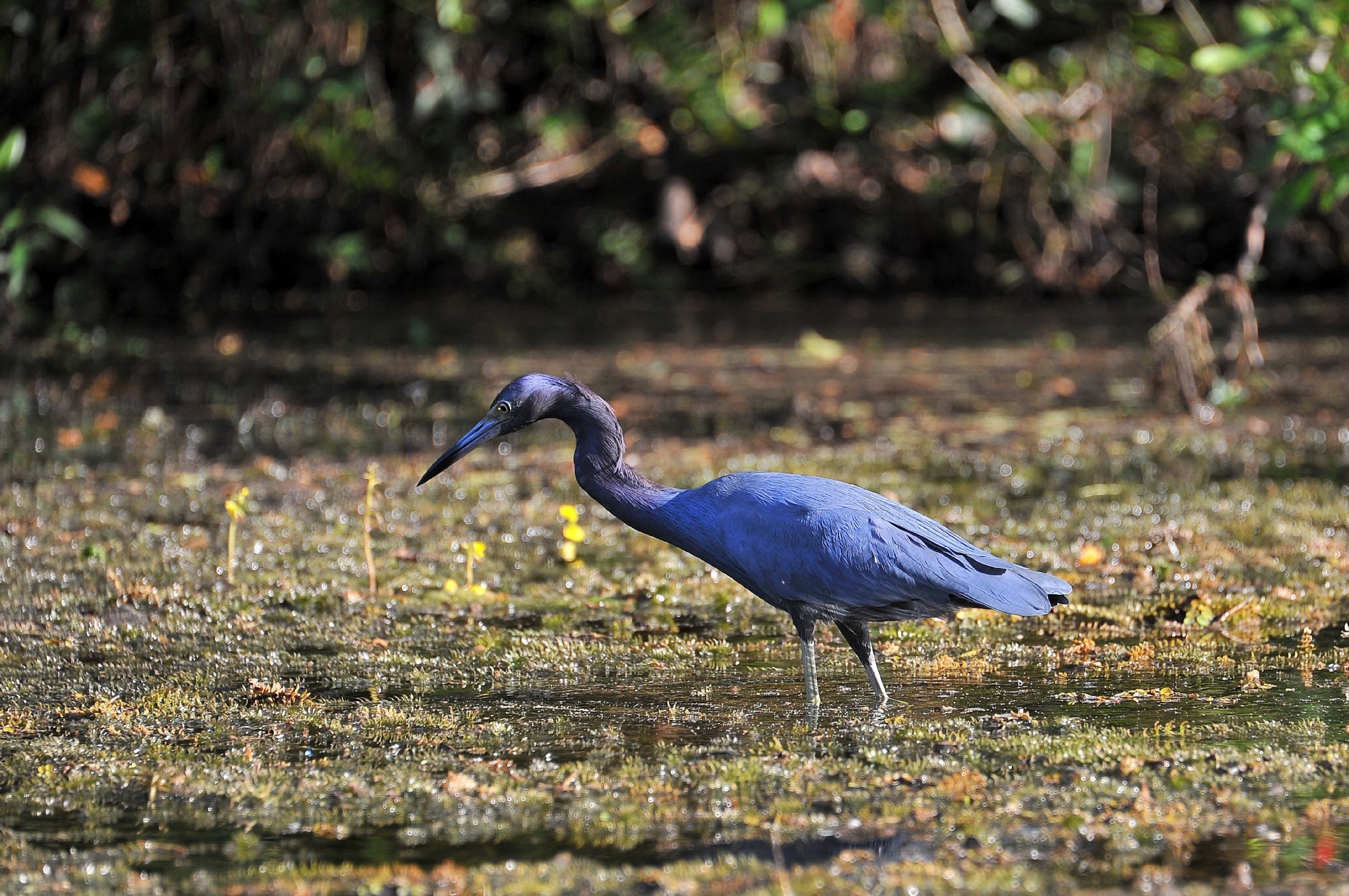 A blue heron with a long neck and beak stands in shallow water surrounded by aquatic plants and greenery.
