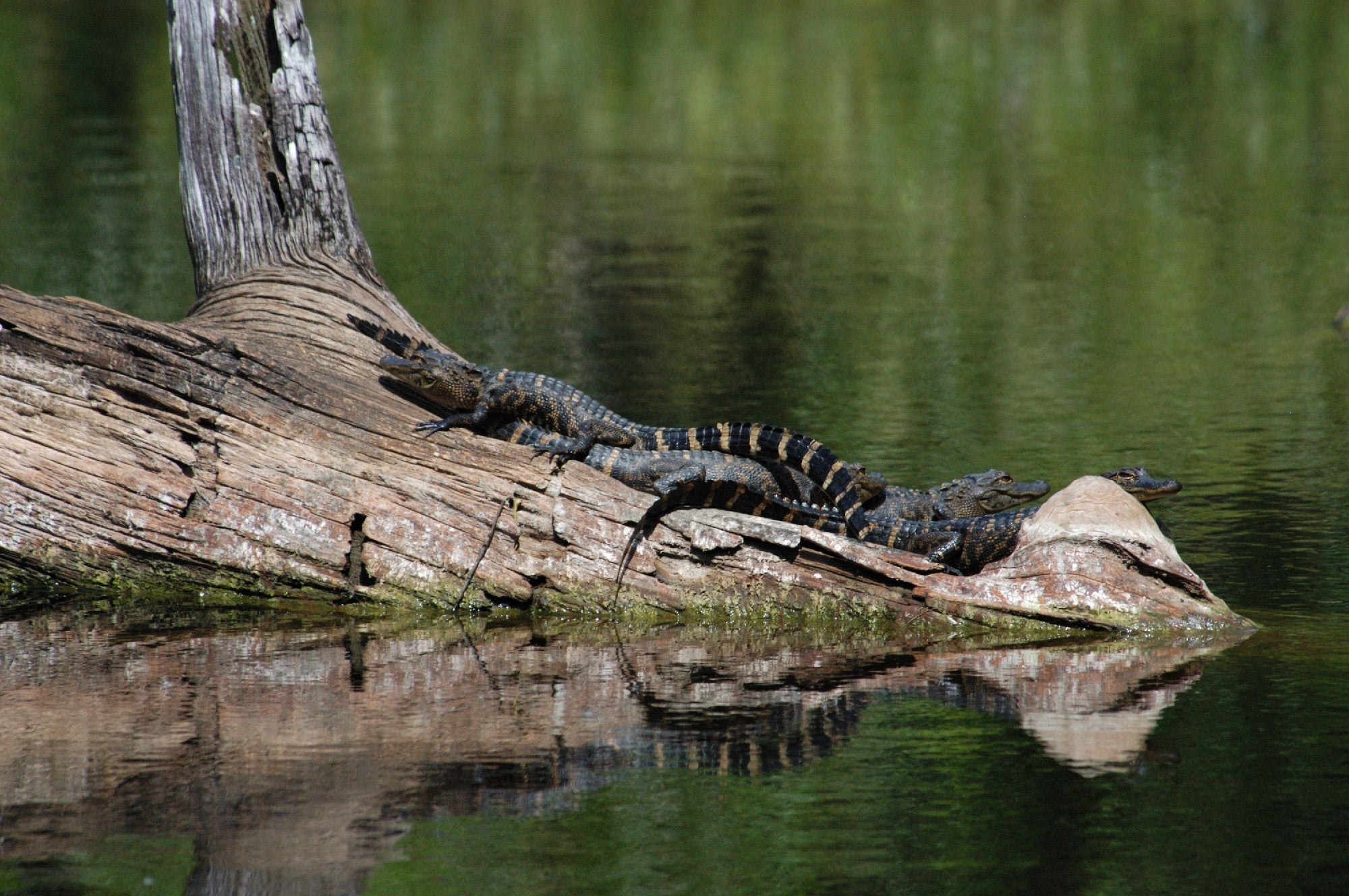 Two small alligators rest on a partially submerged log in a calm, reflective body of water surrounded by greenery.
