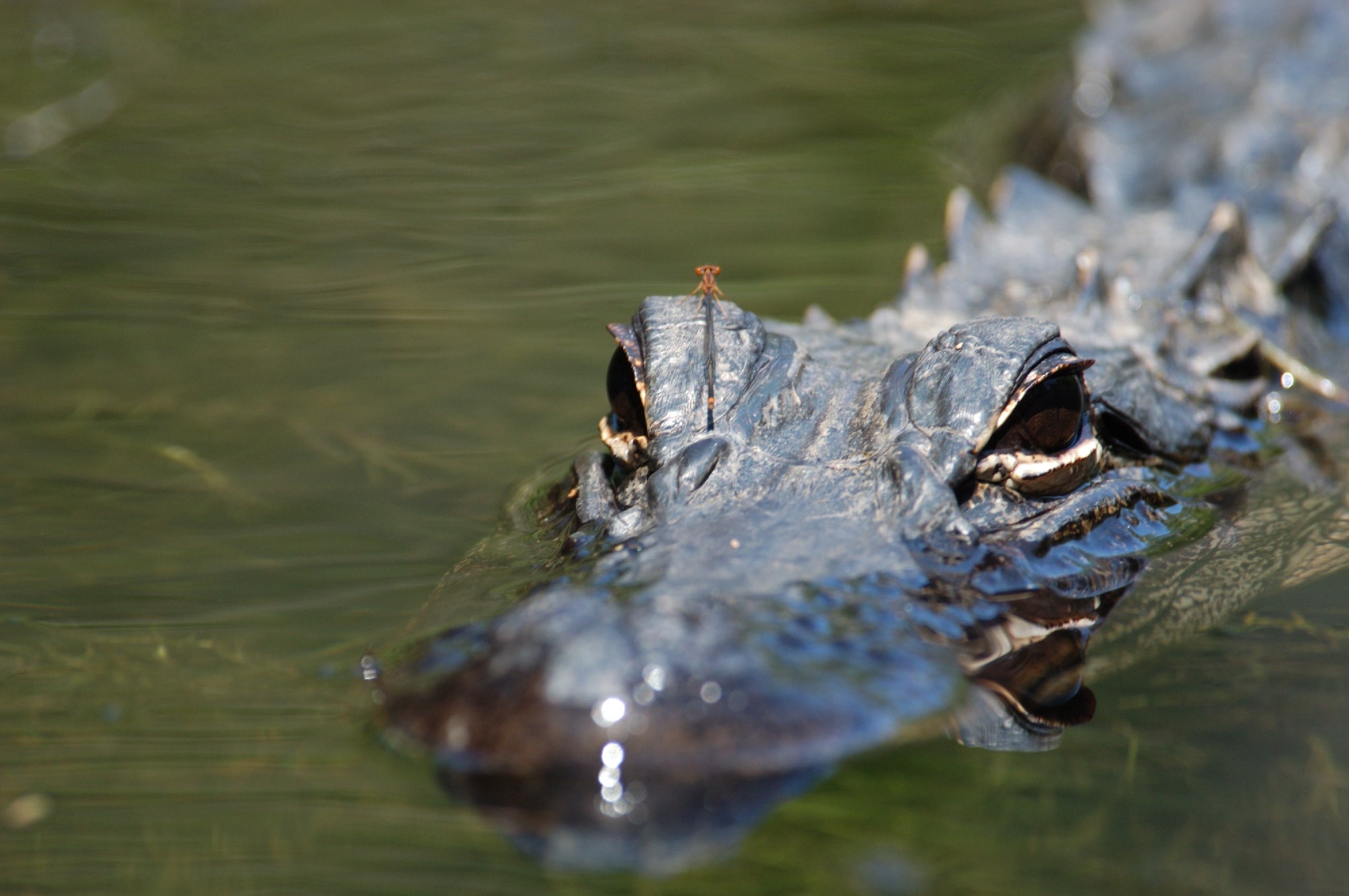 Close-up of an alligator partially submerged in water, with a small dragonfly perched on its head.