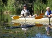 Two people in a kayak observe an alligator swimming nearby in a calm, marshy body of water surrounded by tall reeds.