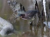 Bird in Chokoloskee Island, Florida. 