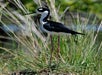 Bird in Chokoloskee Island, Florida. 