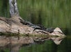 Two small alligators lie on a large, weathered log above a calm, reflective body of water, surrounded by green vegetation.