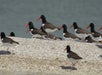 A group of American Oystercatchers with black and white plumage and bright orange beaks stands on a gravelly shoreline near water.