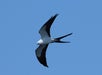 A black and white bird with long, forked tail feathers soars in a clear blue sky.
