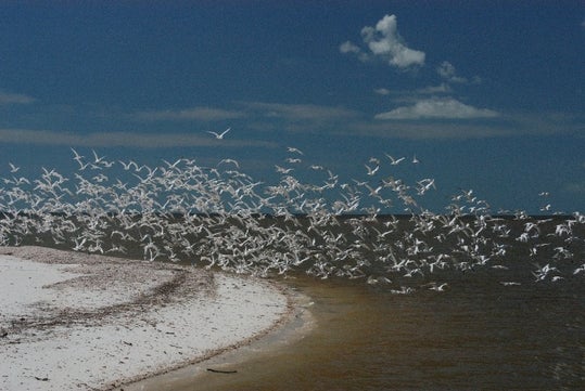 Birds on the beach Dolphin in Chokoloskee Island, Florida.