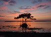 A solitary mangrove tree stands in shallow water at sunset, with colorful clouds and its reflection visible on the calm surface.