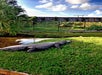 Gator at Sawgrass Recreation Park