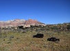 Two black Jeeps parked off road with large rocks up the hill from them and the Zion Red Rocks in the background on a sunny day.