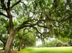 Explore Savannah Trolley Tour