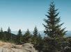 Pine trees stand on a rocky hillside against a clear blue sky, with distant mountains visible in the background.