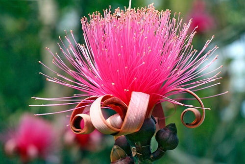 Pompom