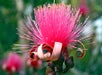 Close-up of a pink powder puff flower with long, thin stamens and curling brown bracts, set against a blurred green background.