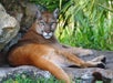 Florida Panther