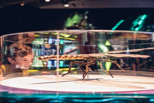 A child observes a large model of a dragonfly in a museum display.