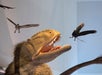Dinosaur exhibit with a lifelike model of a theropod, mouth open, surrounded by models of flying prehistoric birds against a white background.