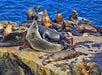 La Jolla