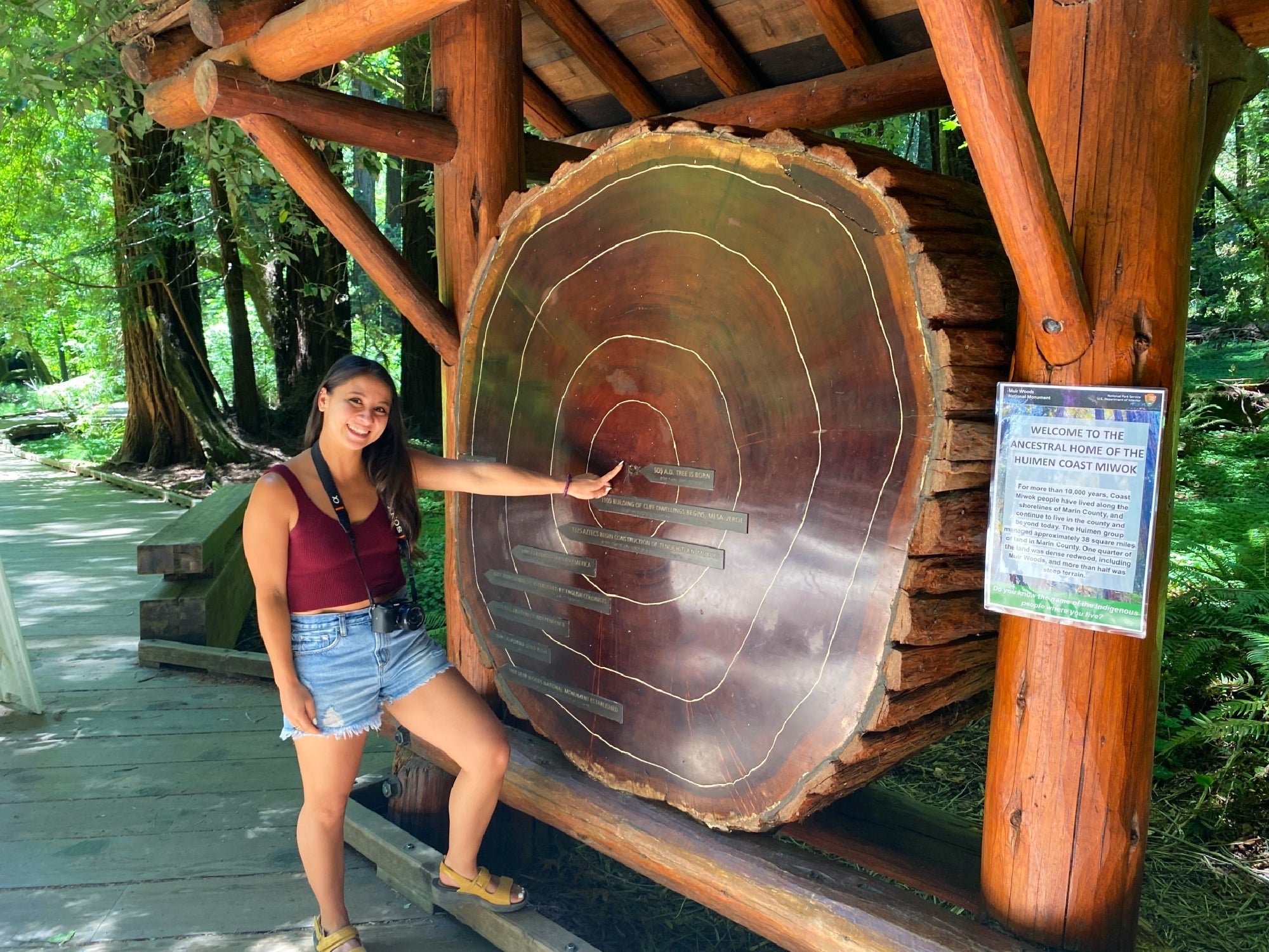 A woman stands next to a large tree cross-section display with labeled rings under a wooden shelter in a forested area.