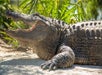 An alligator with it's mouth open with sand under it and bright green grass behind it on a sunny day at Gatorland.