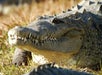 An alligator with its mouth closed crawling through dry grass with the sun shining down on it at Gatorland.