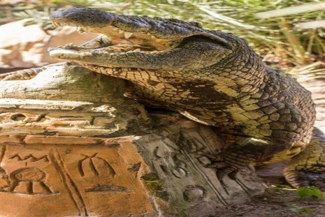 An alligator crawling on a stone with it's mouth wide open and grass behind him with the sun shining down.