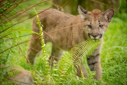 A small panther cub walking thought bright green grass and leaves at Gatorland.