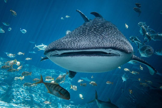A whale shark swims among a school of fish in clear blue water, viewed from below.