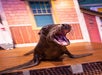 A sea lion with its mouth open sits on a wooden platform in front of colorful background walls.