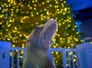 A sea lion stands upright in front of a white fence with blurred yellow holiday lights and a decorated tree in the background.