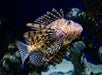 A lionfish swims in a dark aquarium, displaying its striped body and long, spiky fins.