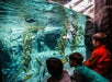 Puffins Gallery at the Georgia Aquarium in Atlanta, Georgia