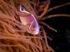 A pink and white fish swims among long, wavy, orange sea anemone tentacles.