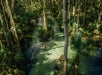 A kayaker moves through a narrow, tree-lined section of Rock Springs with dappled sunlight.
