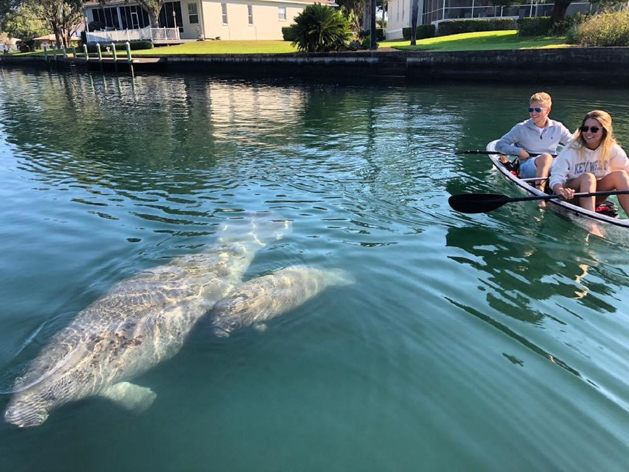Kayakers observe manatees swimming near a residential canal