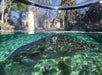 Manatee beneath a clear kayak in shallow water