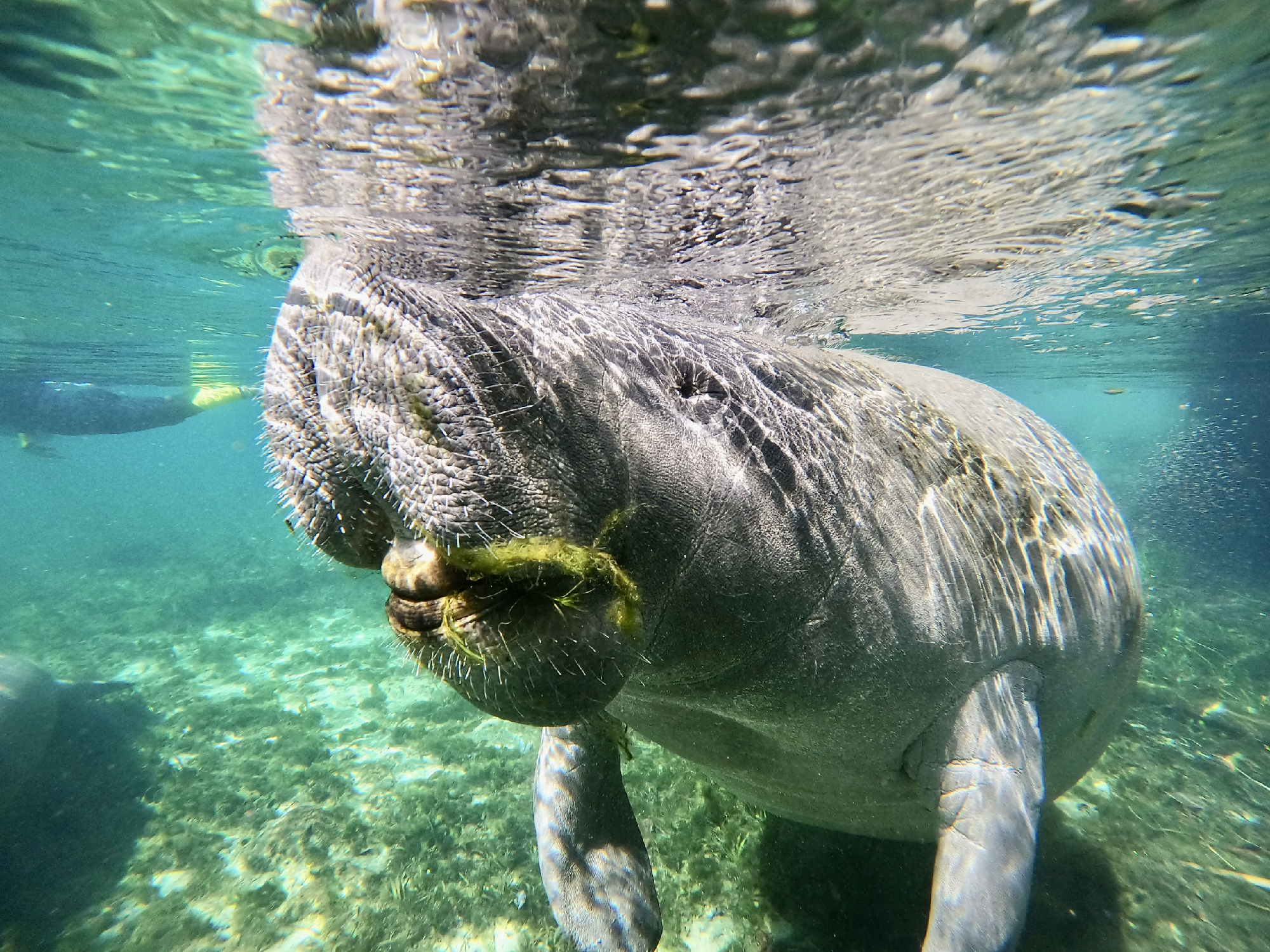 Underwater view of a manatee feeding on aquatic vegetation