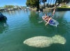 Kayakers above a manatee in a residential canal