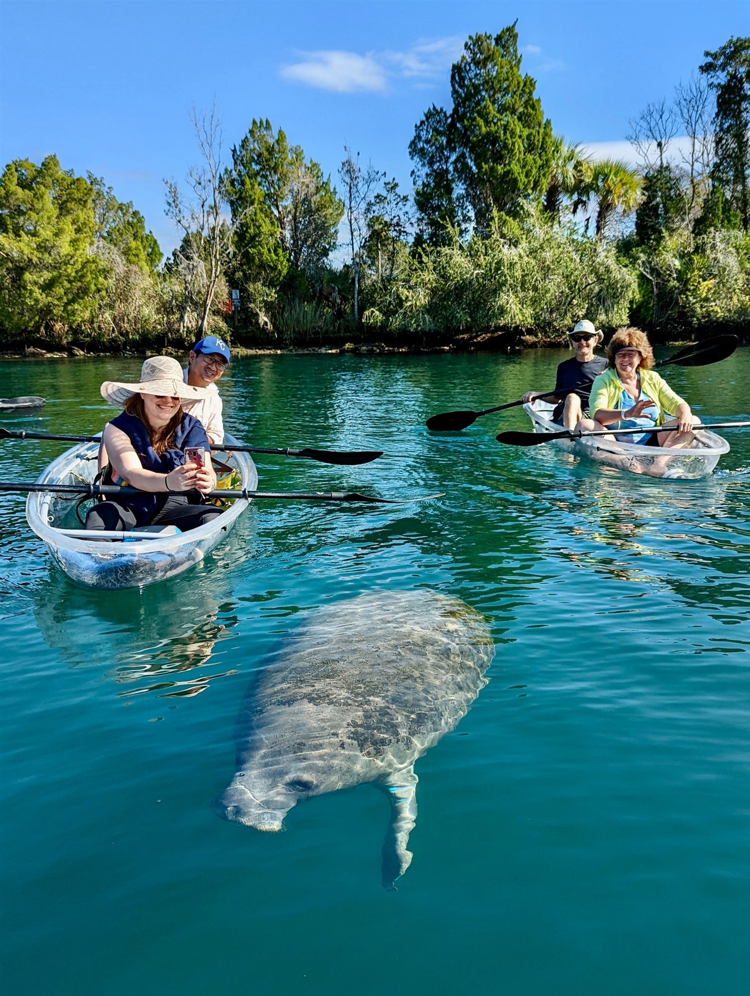 Guests paddle clear kayaks in Kings Bay as a manatee swims below the surface.