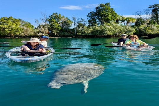 Guests paddle clear kayaks in Kings Bay as a manatee swims below the surface.