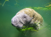 Manatee grazing on seagrass underwater
