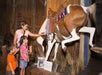 Exploring wild west legends at the historic Buckhorn Museum.