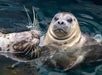Harbor Seal pup and the mother at the Aquarium of the Pacific Long Beach with Go City Los Angeles All-inclusive Pass.