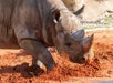 A big Rhino at Zoo Miami with Go Miami All-Inclusive Pass.