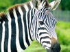 Lion Country Safari - Go Miami® Pass in Miami, Florida