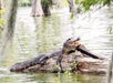 An outdoor photograph capturing a crocodilian reptile in its natural habitat, sitting on a log in the water during the Ultimate Swamp Adventures.