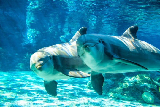 SeaWorld® San Diego  - Go San Diego All-Inclusive Pass