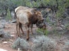 Two elk walk through a forested area with sparse vegetation and patches of bare ground, surrounded by shrubs and trees.