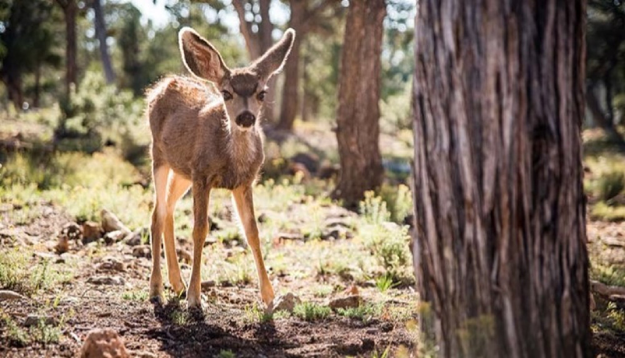 A young deer stands on sunlit ground in a forest, with trees and green vegetation visible in the background.