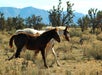 Mustangs- Grand Canyon West Rim 5 in 1 Ground Tour on the Hualapai Indian Reservation in Las Vegas, Nevada
